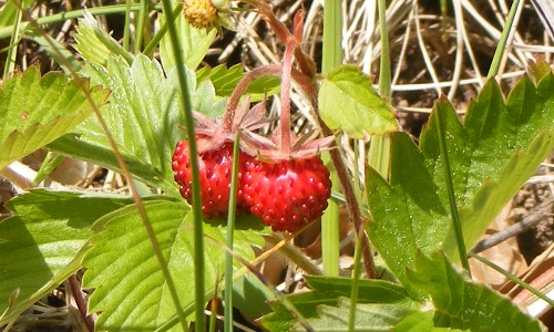 Woodland Strawberries on Eschenberg