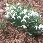 Schneeglöcken am Wegesrand