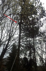 Aufhängepunkt in der Fichte: Klettermaße DK2RMP