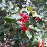 a single blur of color in the winterforest: Holly