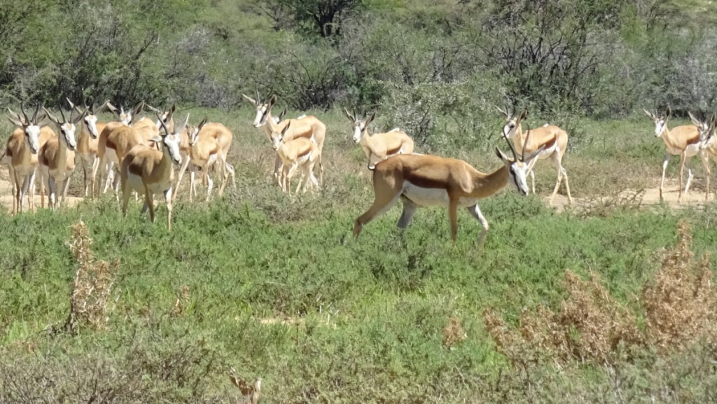 A Herd of Springbok