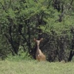 a female Kudu