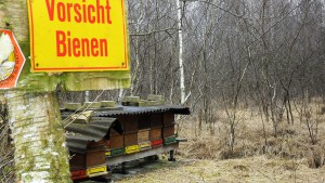 Caution! Bees