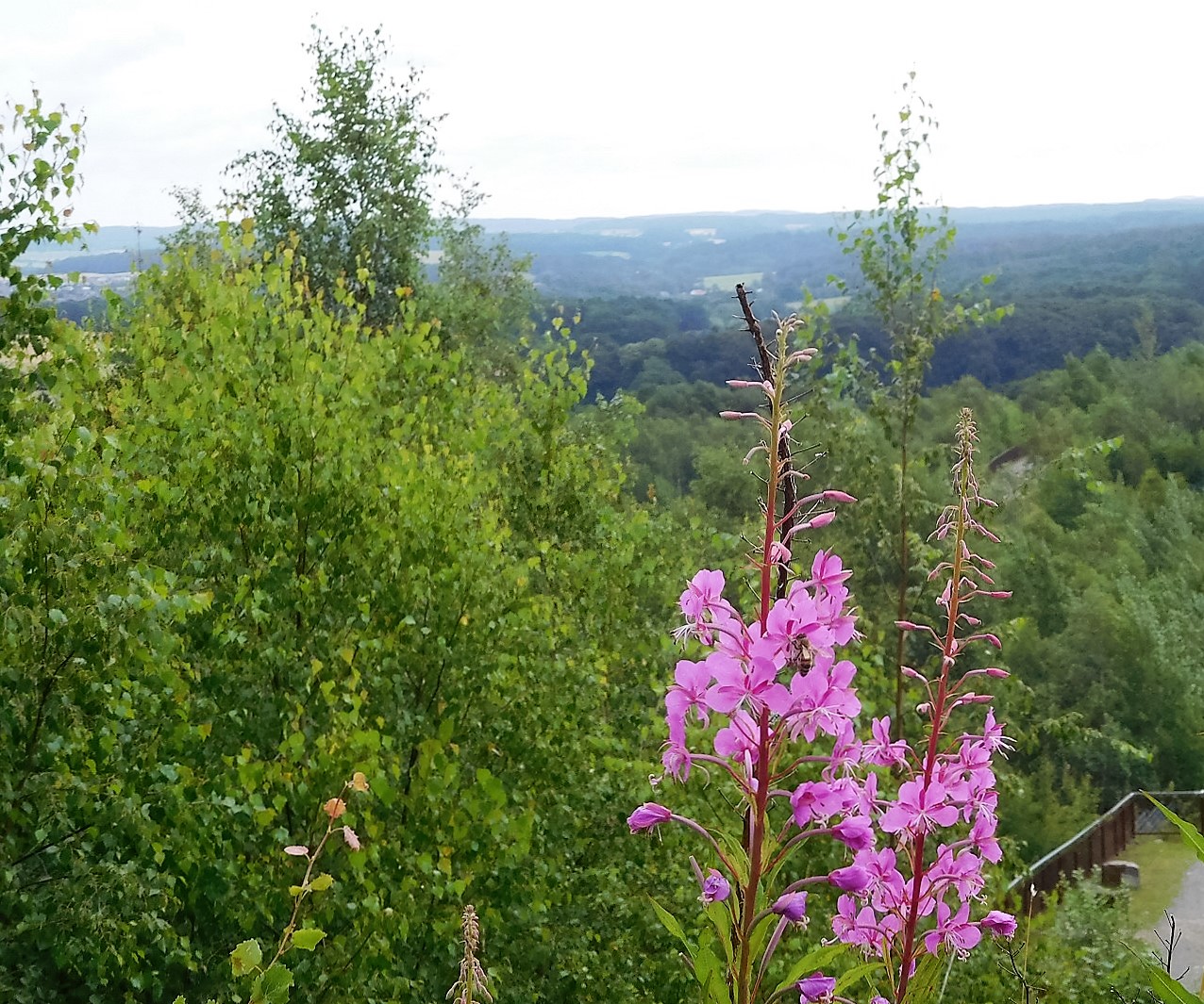 Flowers of TERRA.vita - Schmalblättriges Weidenröschen (rosebay willow-herb) Flowers of TERRA.vita