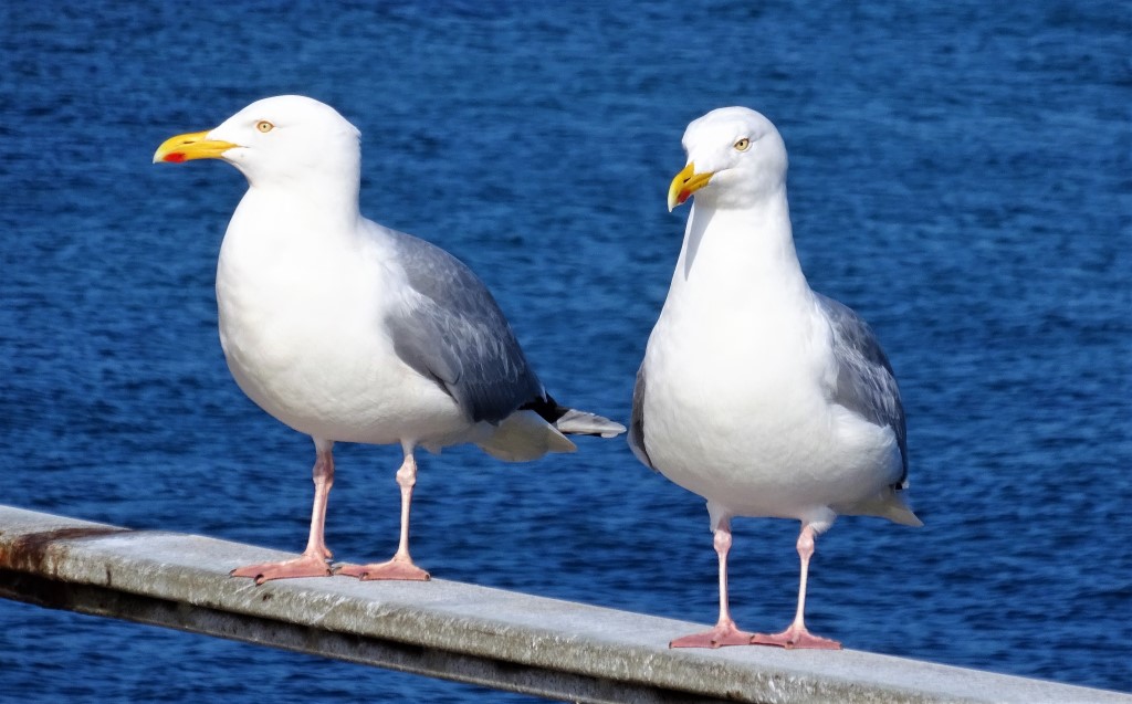 Die frechen Möwen sind natürlich auch da ... Die frechen Möwen sind natürlich auch da ...